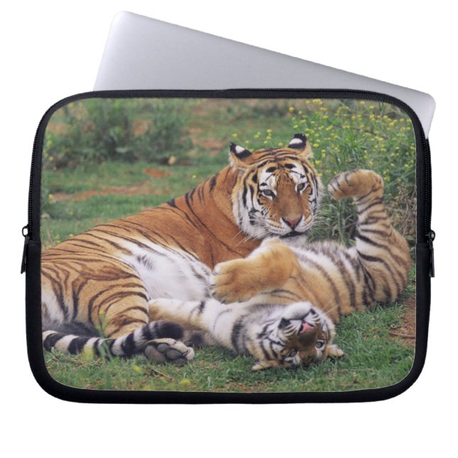 Funda Para Portátil Tigres de Bengala jugando (Frente)