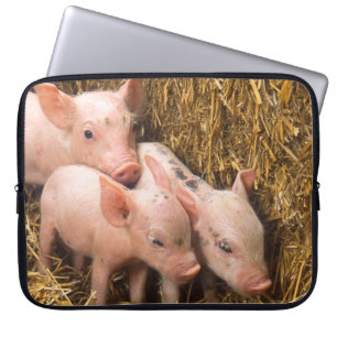 Funda Para Portátil Tres Cerditos