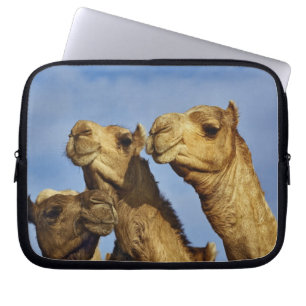 Funda Para Portátil Trío de camellos, mercado de camellos, El Cairo, E
