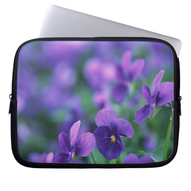 Funda Para Portátil Viola (Frente)