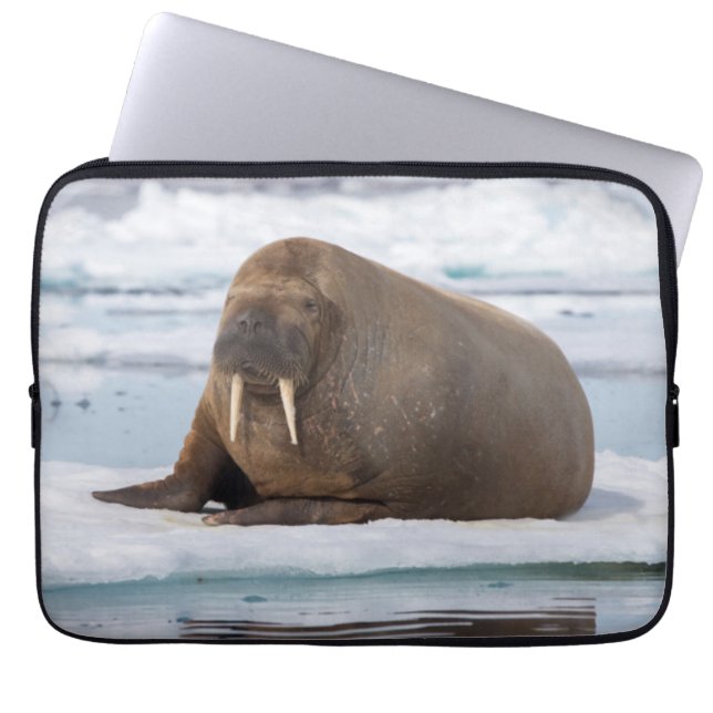 Funda Para Portátil Walrus descansando en el hielo, Noruega (Frente)