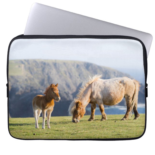 Funda Para Portátil Yegua con potro, islas Shetland, Escocia (Frente)