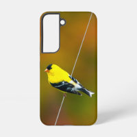 American Goldfinch - Fotografía original