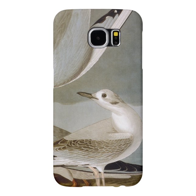 Funda Para Samsung Galaxy De Case-Mate Audubon: La gaviota de Bonaparte (Atrás)