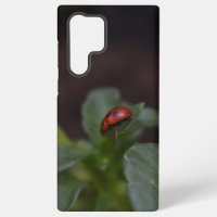 Ladybug en Flores