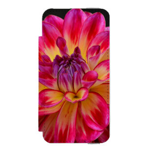 Funda Cartera Para iPhone 5 Watson Flor de dahlia rosa y amarilla