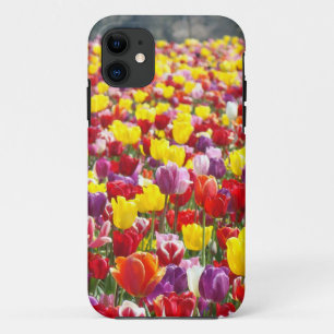 Fundas para iPhone 5 Festival de Tulipanes Colorid