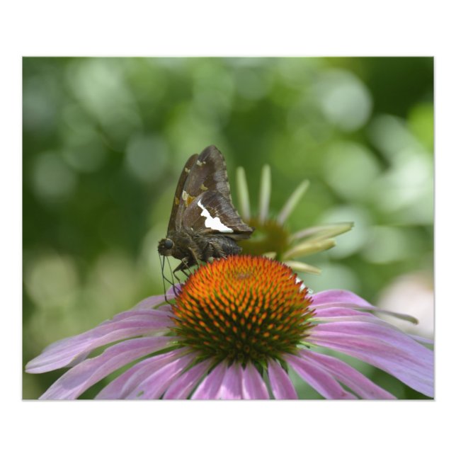 FUNDIENDO IMPRESIÓN FOTOGRÁFICA (Frente)