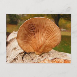 Fungus en abedul ~ postal