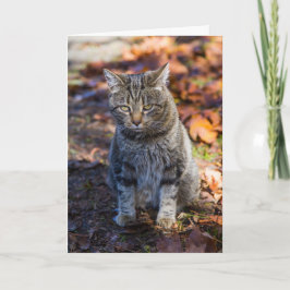 Funky Cat plegado tarjeta de felicitación