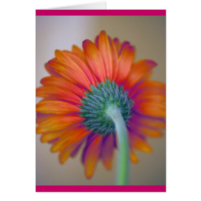 Funky Gerbera (Frente)