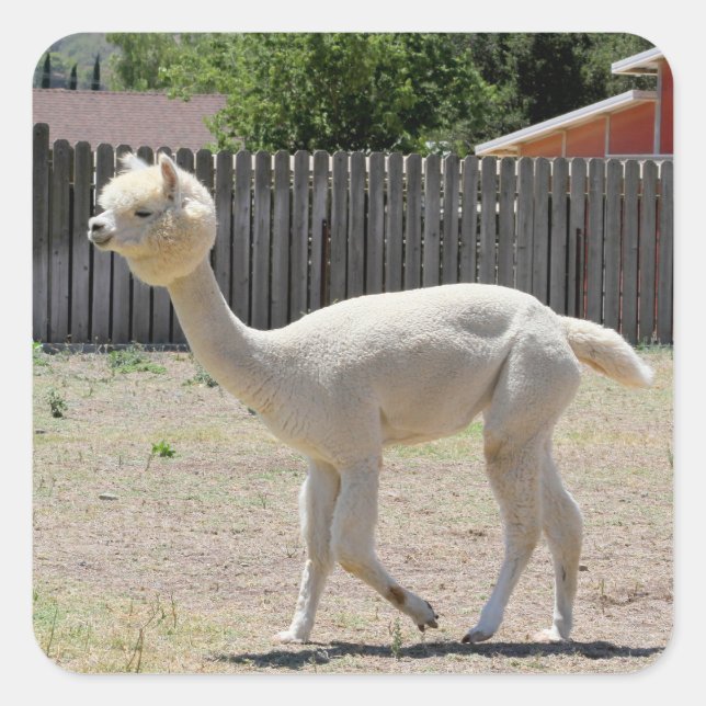 Funny Alpaca Pegatina (Anverso)