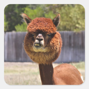 Funny Alpaca Pegatina