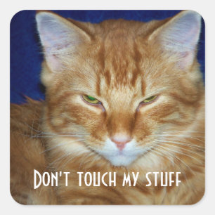 Funny Bad Mood Tabby Cat Pegatina