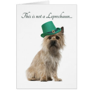 Funny Cairn Terrier Leprechaun Card