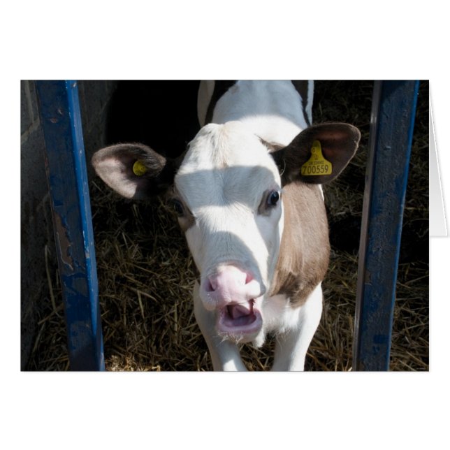 Funny Calf (Anverso (Horizontal))