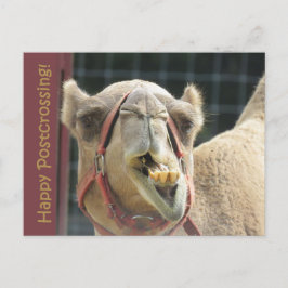 Funny Camel Posttravesía Postal