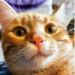 Funny Cat Birthday Card<br><div class="desc">Este es Sprocket. Sprocket es muy expresivo y cuando le dije cuál era mi edad,  esta es la expresión que hizo. Pude capturar este momento y creo que capturé lo que ella estaba tratando de decirme. ¡Me dio una risa tan divertida! Espero que haga lo mismo por ti.</div>