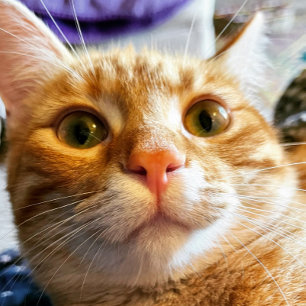 Funny Cat Birthday Card