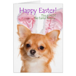 Funny Chihuahua Easter Card