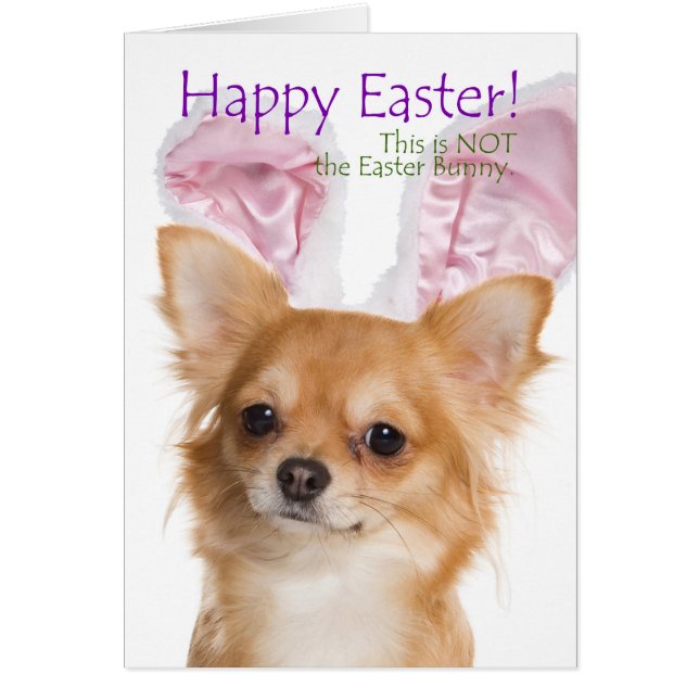 Funny Chihuahua Easter Card (Frente)