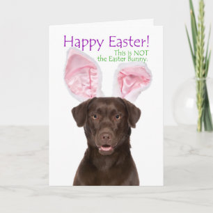 Funny Chocolate Lab Tarjeta de Pascua