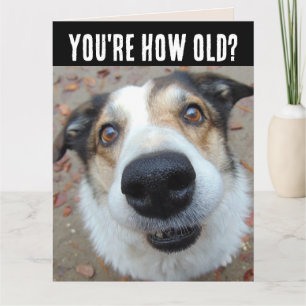 FUNNY DOG BIRTHDAY CONSEGUIENDO UNA GRAN Tarjeta