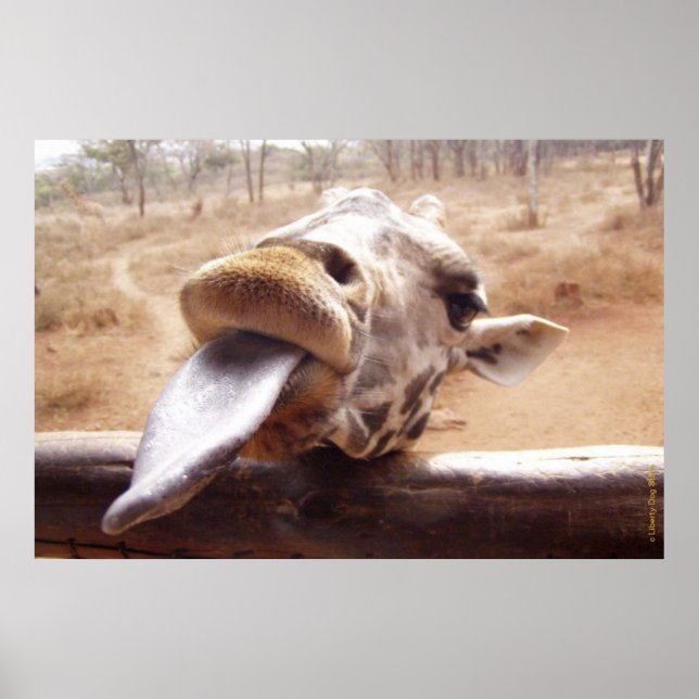 FUNNY GIRAFFE POSTERS - FUERA DE ÁFRICA - IMPRESIO (Frente)