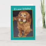 Funny Golden Retriever con tarjeta de cumpleaños B<br><div class="desc">A veces estamos tan ocupados jugando con nuestras bolas que olvidamos al fiesta.</div>