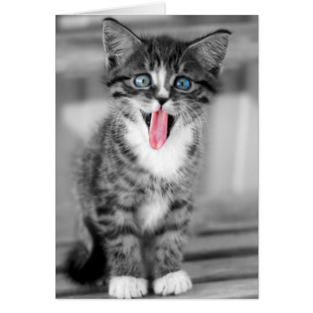 Funny Kitten (Frente)
