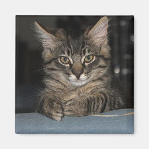Funny Kitty's "Oh Really?" Imán