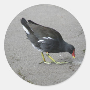 Funny Moorhen se toma Pegatinas de Bow
