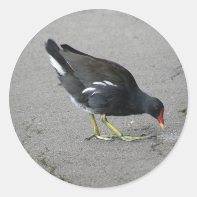 Funny Moorhen se toma Pegatinas de Bow (Anverso)