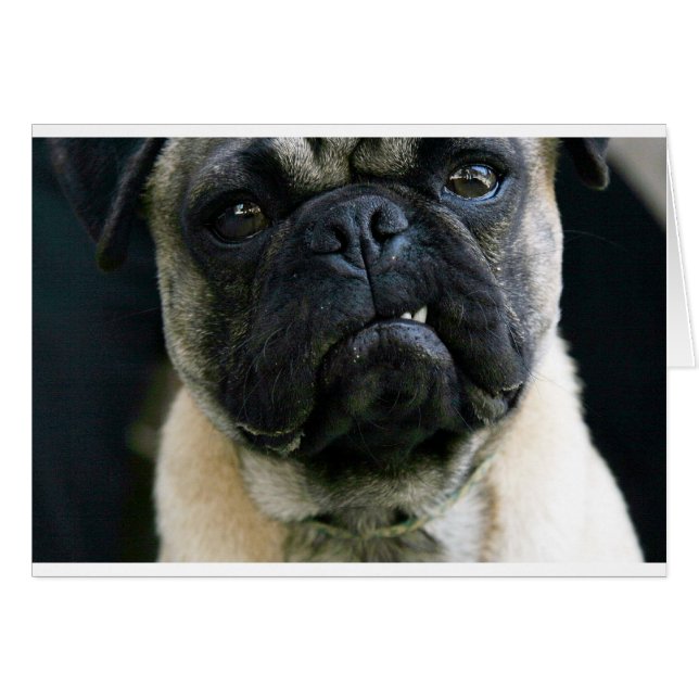 Funny Pug (Anverso (Horizontal))