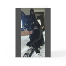 Funny tarjeta de cumpleaños 50 º gato