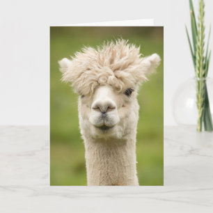 Funny tarjeta de cumpleaños Alpaca