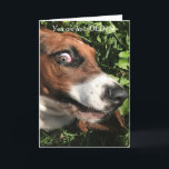 Funny tarjeta de cumpleaños Bassett Hound<br><div class="desc">Mi hermana tomó esta foto en el camping.    Es una Hound de 5 meses.    Tenía la expresión perfecta.</div>
