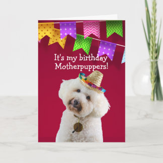 Funny tarjeta de cumpleaños de Poodle