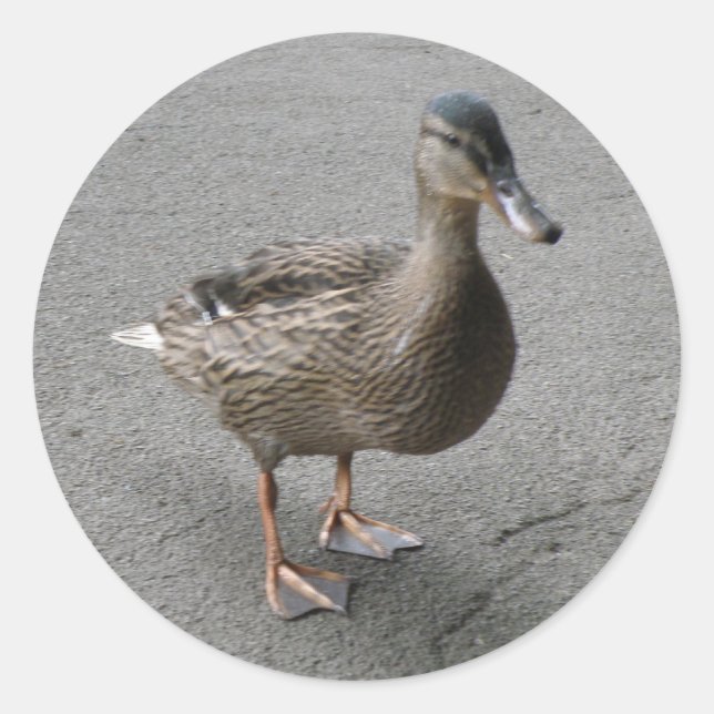 Funny Waddling Duck Pegatinas (Anverso)