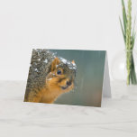 Funny Wildlife Navidad Card<br><div class="desc">De nuevo,  sin vergüenza te damos Eleanor,  nuestro modelo residente para toda la vida salvaje. Eleanor está aquí esperando pacientemente su asignación diaria de nueces de grado animal,  en invierno,  en Navidades,  en la nieve. ¡¡¡Feliz Navidad!!!</div>