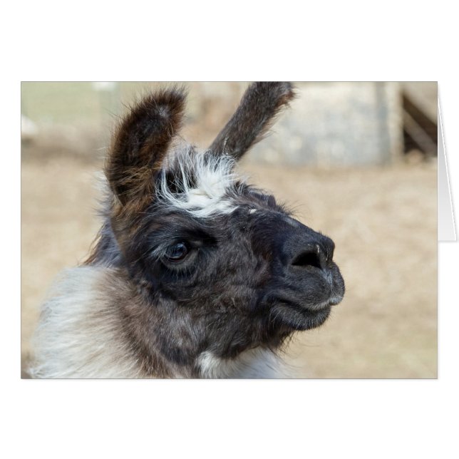 Fur Face (Anverso (Horizontal))