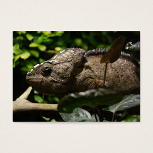 Furcifer oustaleti