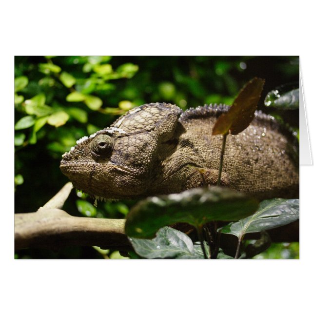 Furcifer oustaleti (Anverso (Horizontal))