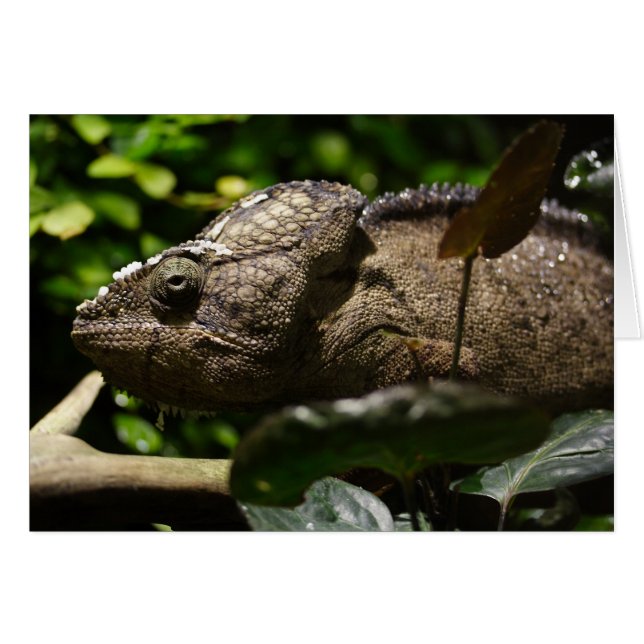 Furcifer oustaleti (Anverso (Horizontal))