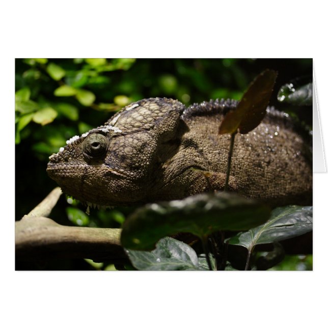 Furcifer oustaleti (Anverso (Horizontal))