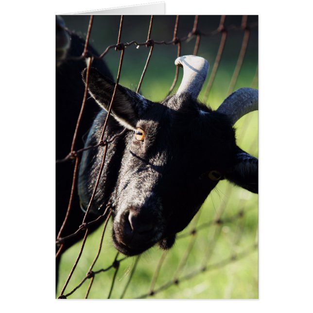 Furgón Betty de Baaaad (Frente)