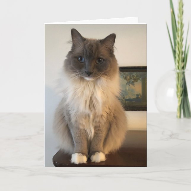 Furry Ragdoll Cat obtener una buena tarjeta (Anverso)