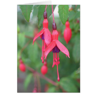 Fuschia, Irlanda