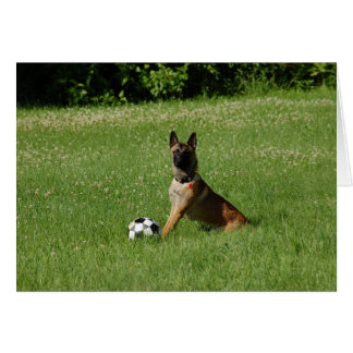 Fútbol Malinois