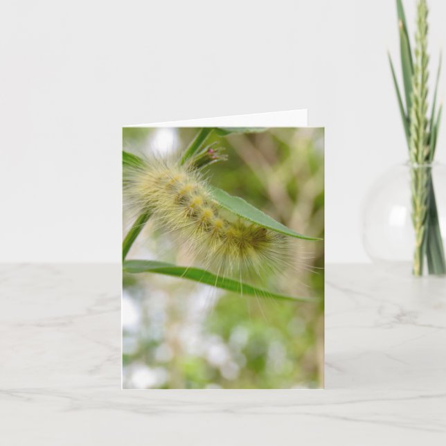 Fuzzy oruga amarilla - Tarjeta de saludo en blanco (Anverso)